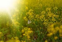 Summer Background Free Stock Photo - Public Domain Pictures Summer Background Free Stock Photo - Public Domain Pictures
